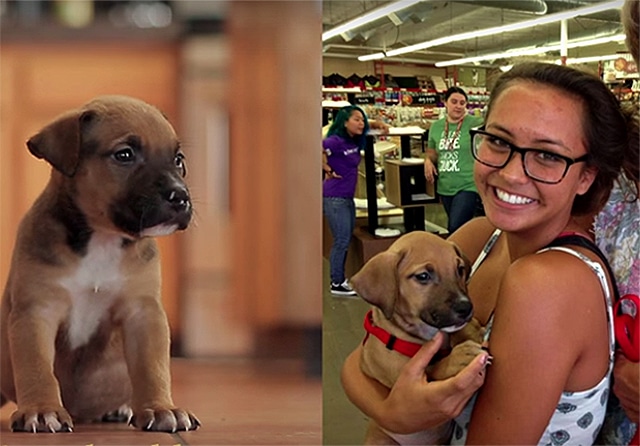 After Losing Their Mom, 10 Orphaned Puppies Get Best Ending Ever