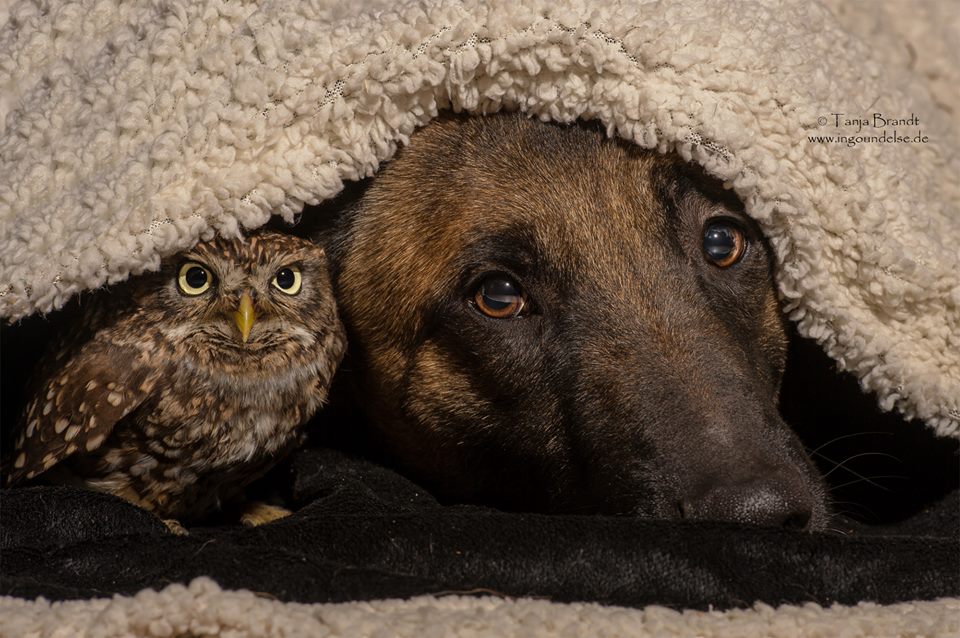 A german shepherd dog and an owl under a blanket.