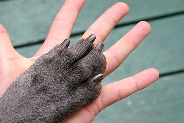 A heartwarming image of a human hand gently cradling a dog's paw, symbolizing the unbreakable bond and unwavering trust between dogs and their human companions.