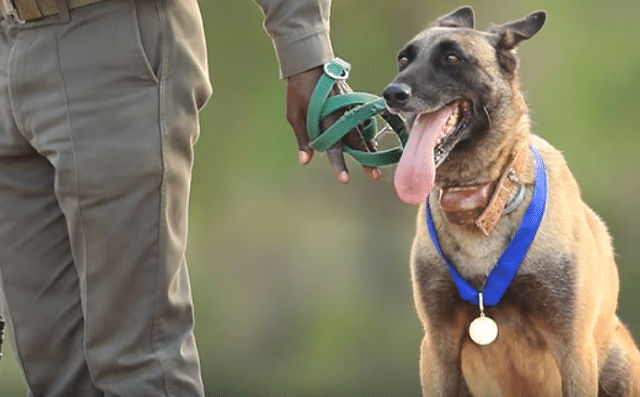 dog gets gold medal