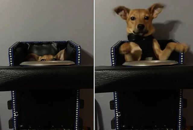 Special Needs Dog in High Chair Plays Peekaboo With Owner