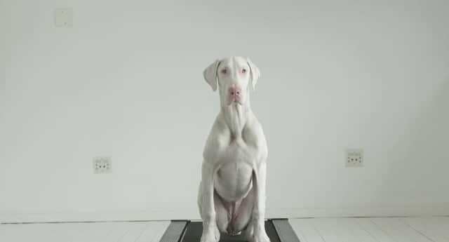 From Puppy to Adult, Time-Lapsed Video Captures First 5 Months of a Very Special Rescued Dog's Life
