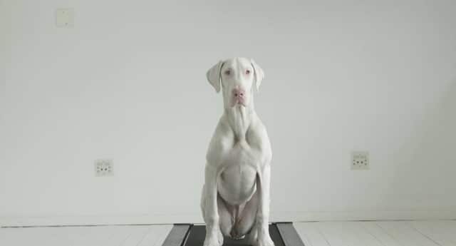 A white dog is sitting on top of a black platform in this time-lapsed video.