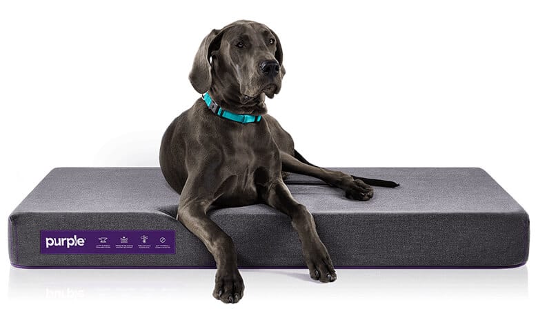 best orthopedic dog bed 2019