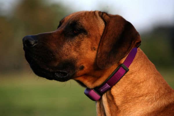 A brown dog wearing a purple collar, exhibiting petpace.