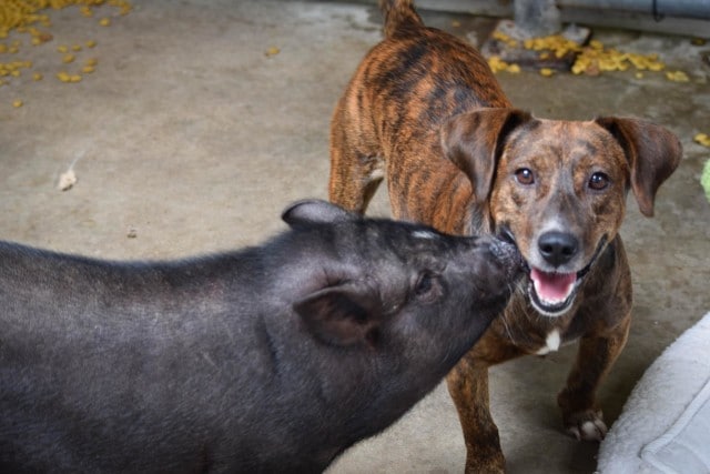 A brown dog and a black pig standing next to each other.