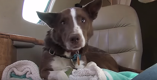 A pilot's trusty dog sits in the back of the plane.