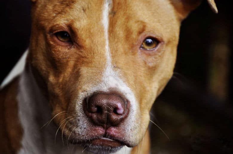 A brown and white dog from Montreal is staring at the camera.