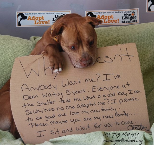 A dog from the North Fork Animal Welfare League holding a sign that says why don't i want to live.