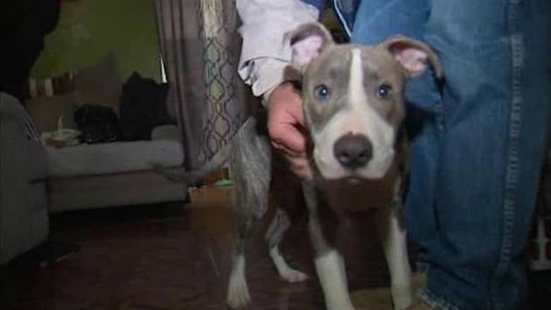 A person is petting a Pit Bull Puppy in a living room.