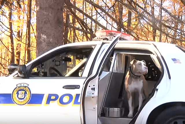 A police car with a pit bull sitting in the driver's seat.