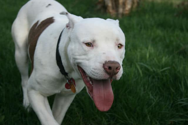 A white and brown dog is walking in the grass, unaffected by the controversial pit bull ban.