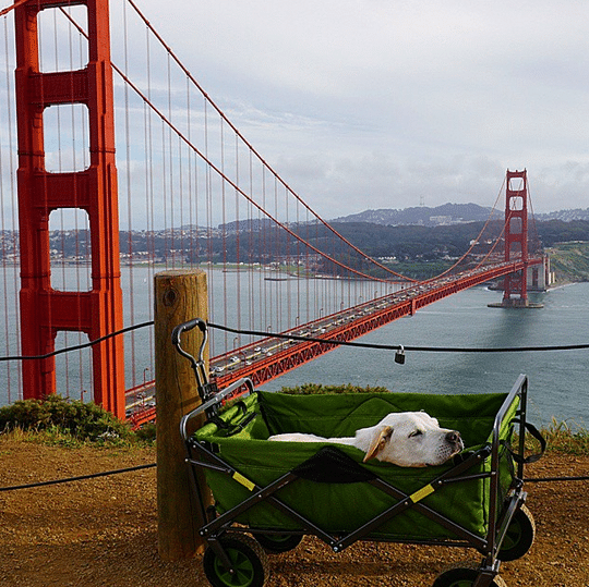 A green cart with a dog in it, fulfilling its bucket list.