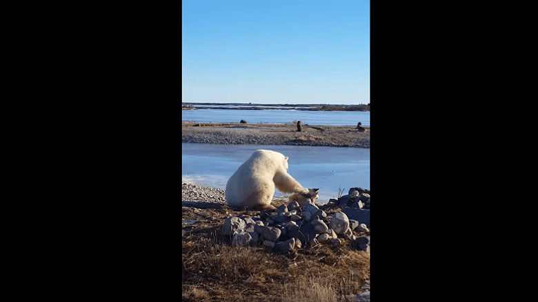 The Viral Video of a Polar Bear Petting a Dog Is Anything But Cute