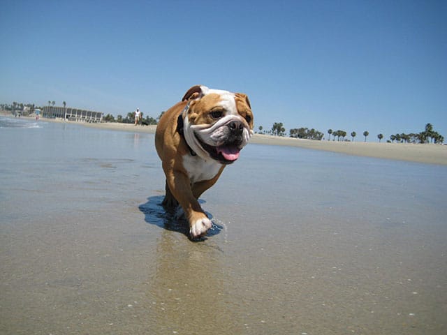 A bulldog participating in the Polar Splash charity event by walking on the beach to raise money.