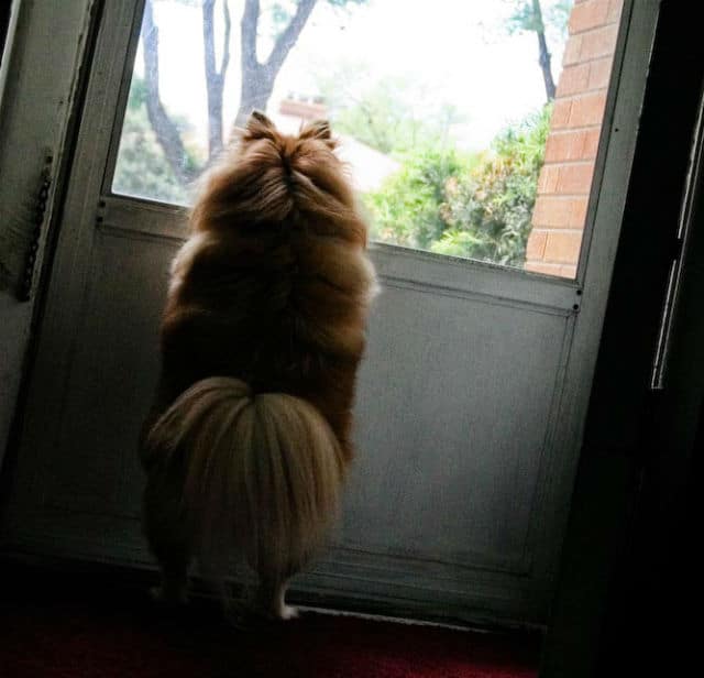 A dog standing in front of a door, missing you while looking out.