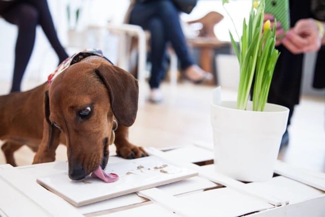 The Curious Canine Kitchen - A dachshund dog licking a plate with flowers on it.