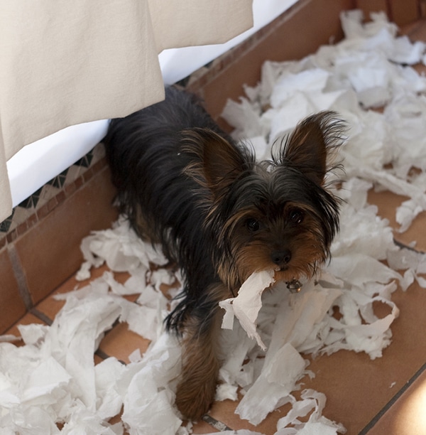 A black dog holding a tissue, possibly housebreaking your dog.