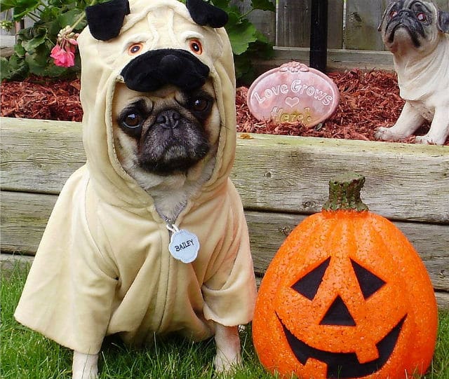 A pugtacular dressed up in a halloween costume next to a pumpkin.