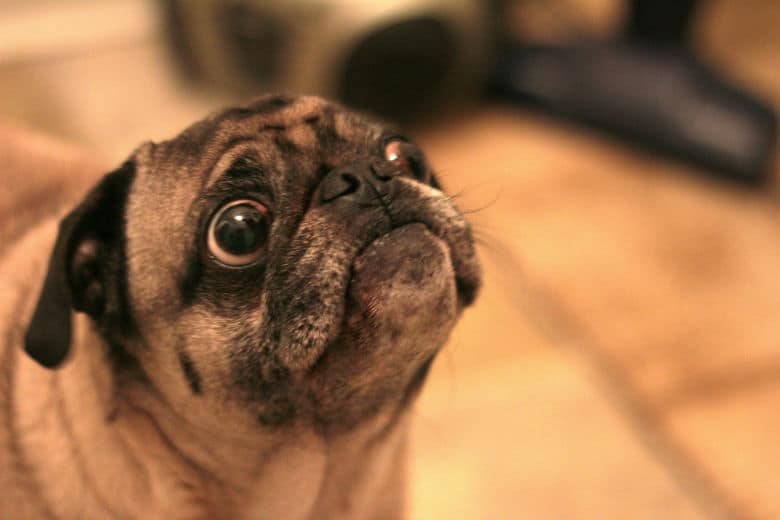 Owner of Pug Charged With Hate Crime After Dog Gives Nazi Salute