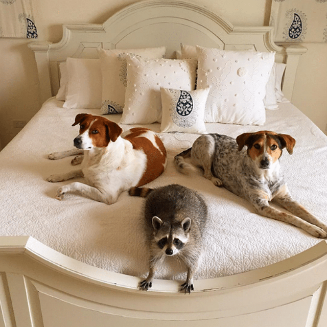 Three hounds and a raccoon on a bed.