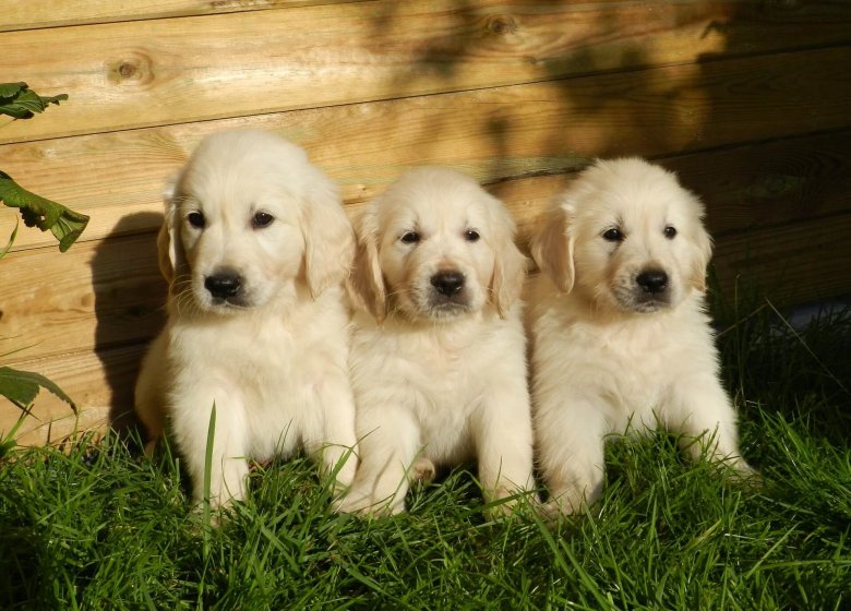 Three cute golden retriever puppies sitting in the grass.