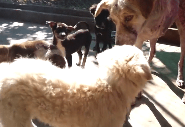 A group of dogs are standing next to each other, with one depressed dog amongst them.