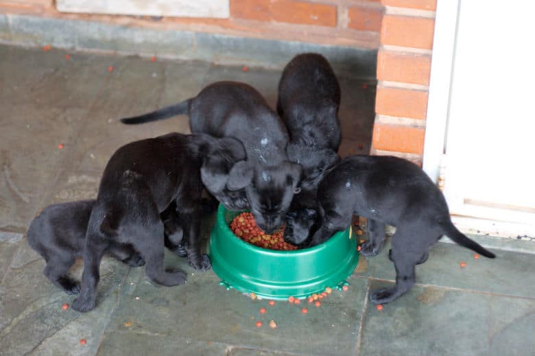 A pack of black labrador puppies happily chowing down on their meal from a bowl.