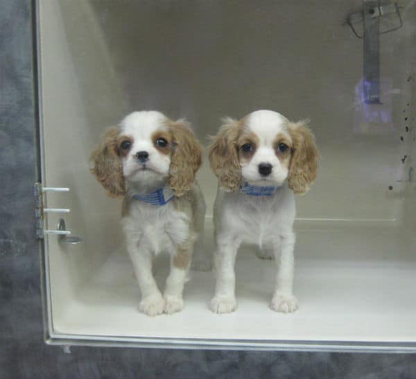 Two small white and brown dogs in a pet store cage.