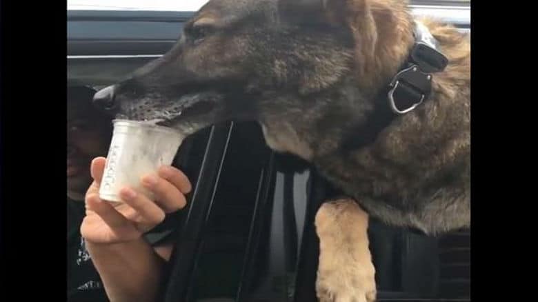K-9 Dog Gets to Take a Break From Work to Enjoy a Starbuck's 'Puppuccino'