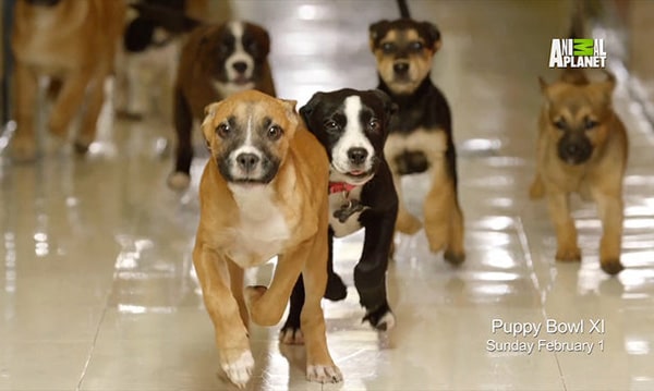 A lively pack of dogs sprinting down a hallway during an energetic puppy bowl.