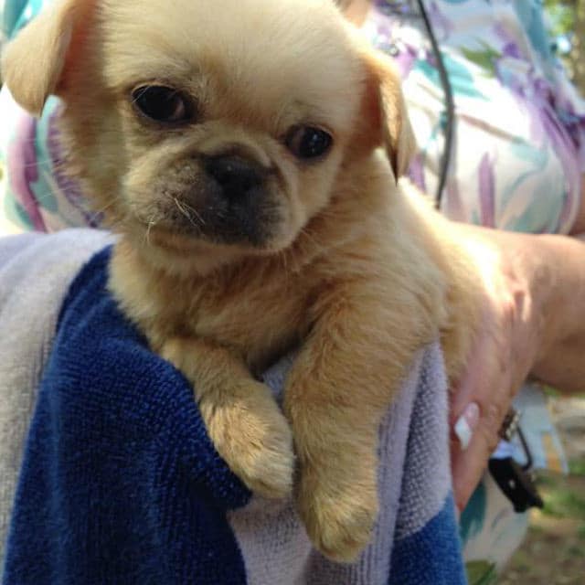 Person, an adoptable chihuahua puppy saved from storm drain in Houston, Texas.