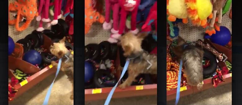 Captured on Video: First Time Puppy Mill Dog Gets to Go Toy Shopping