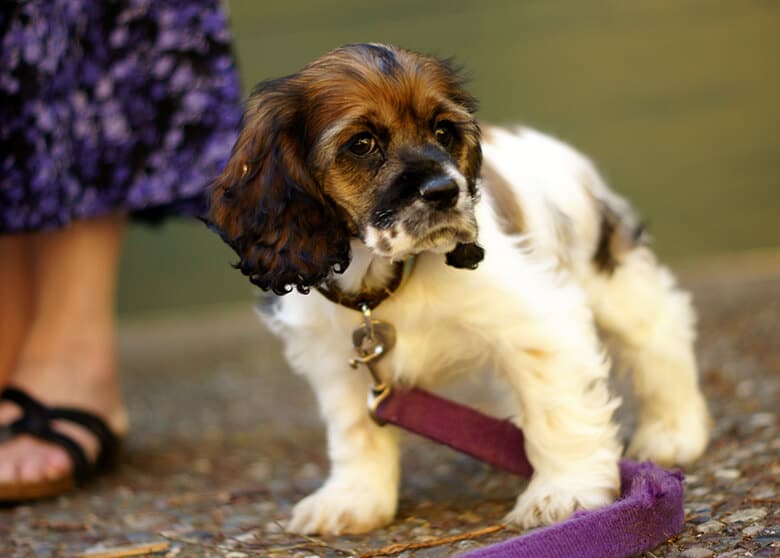 Introducing a small brown and white dog on a purple leash, rescued from a puppy mill.