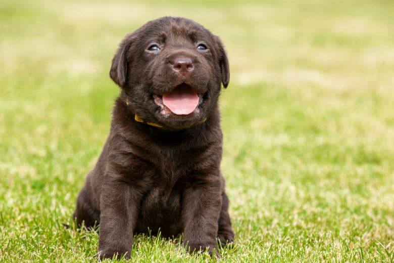 A black labrador puppy sitting on the grass, with a sweet puppy's breath that smells good.