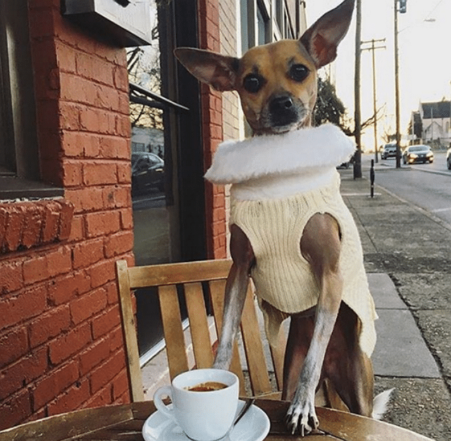 A pup wearing a sweater sits at a table with a cup of coffee.