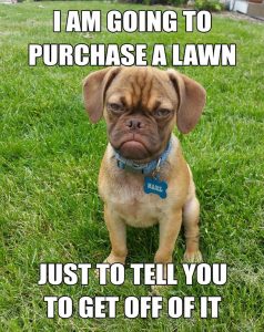 Grumpy Dog meme
