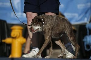 A dog is being walked on a leash at the World's Ugliest Dog Contest.
