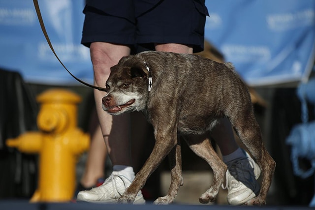 A dog is being walked on a leash, possibly for the World's Ugliest Dog Contest.