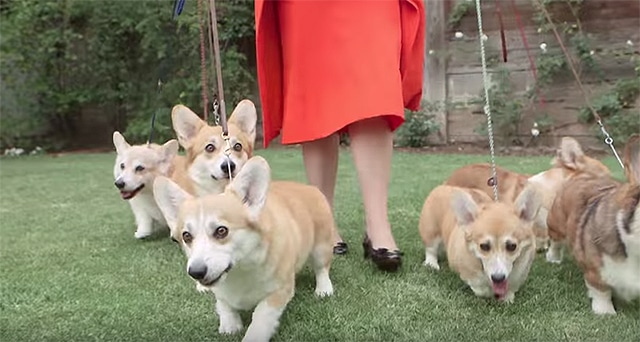 Queen Elizabeth is walking a group of corgis.