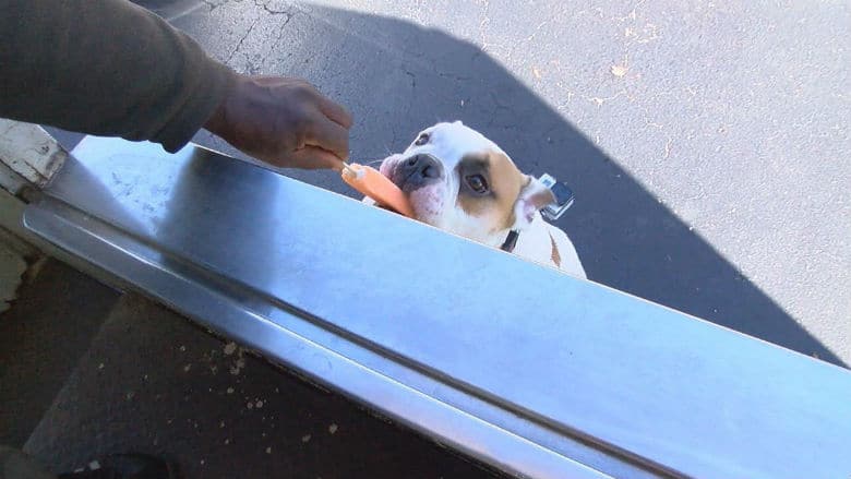 English Bulldog Is This Ice Cream Truck’s Number-One Customer