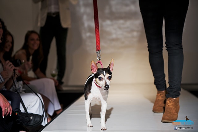 A small dog struts down the runway, showcasing its confident gait while being led by a leash.