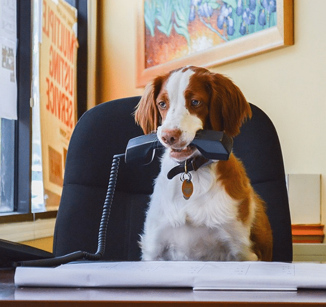 A brown and white dog participating in Take Your Dog to Work Day, sitting at a desk with a phone in his mouth.