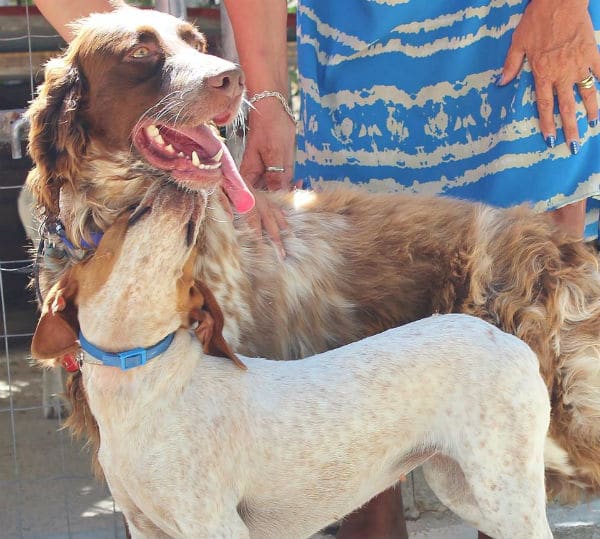 Two Romeo and Juliet dogs standing next to each other in a cage.