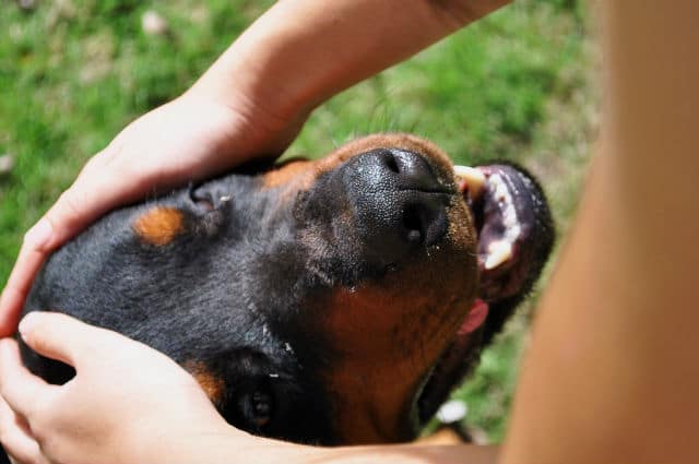 Woman With Asperger’s Trains Dog to Calm Her Down During ‘Meltdowns’