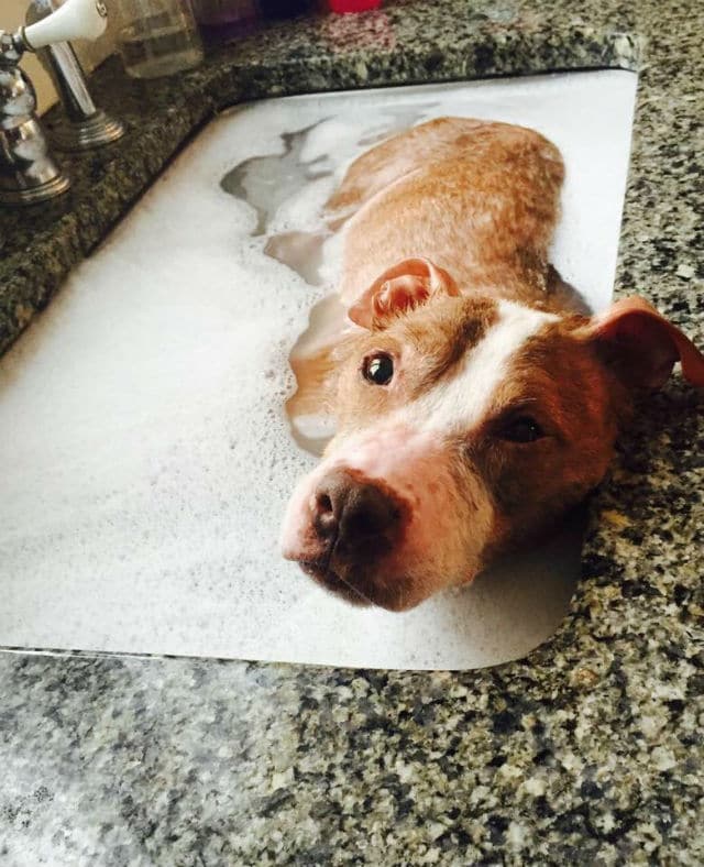 Rudy, a brown and white pit bull, laying in a kitchen sink.