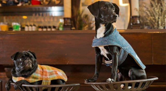 Two pugs sitting in a Ruff Club basket on top of a bar.