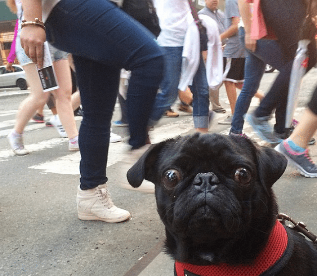 black pug