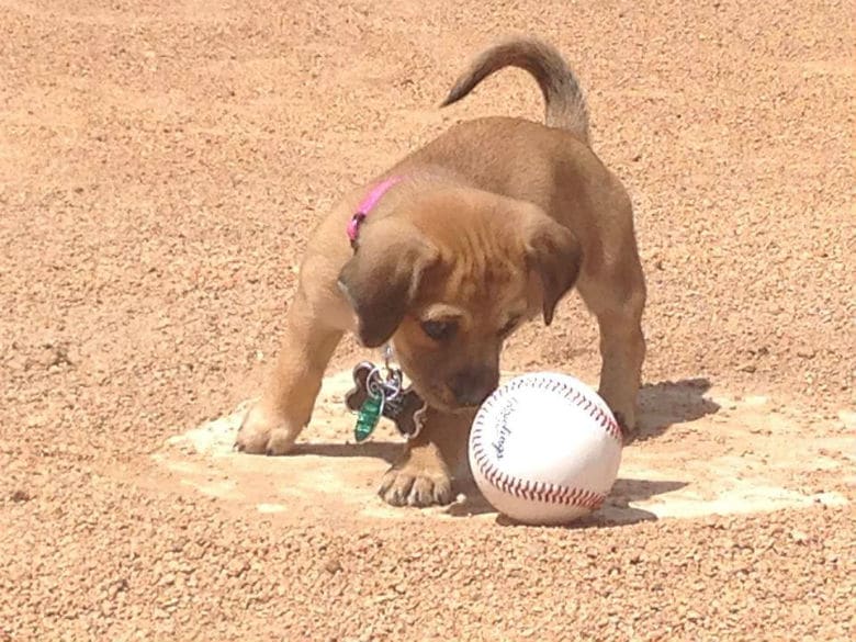 Discovered Abandoned in a Stadium Parking Lot, This Puppy Is Now a Team's 'Bat Dog'