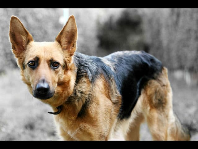 A black and white photo of a german shepherd dog.